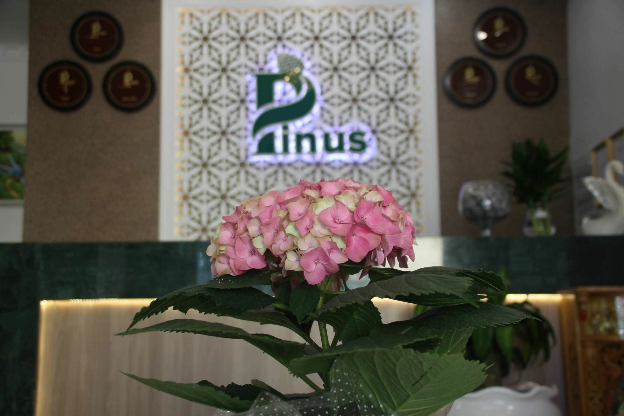 Pinus Hotel Da Lat Exterior foto